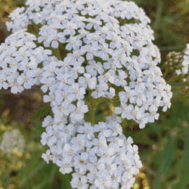 How Yarrow Became One of My Top Herbal Allies