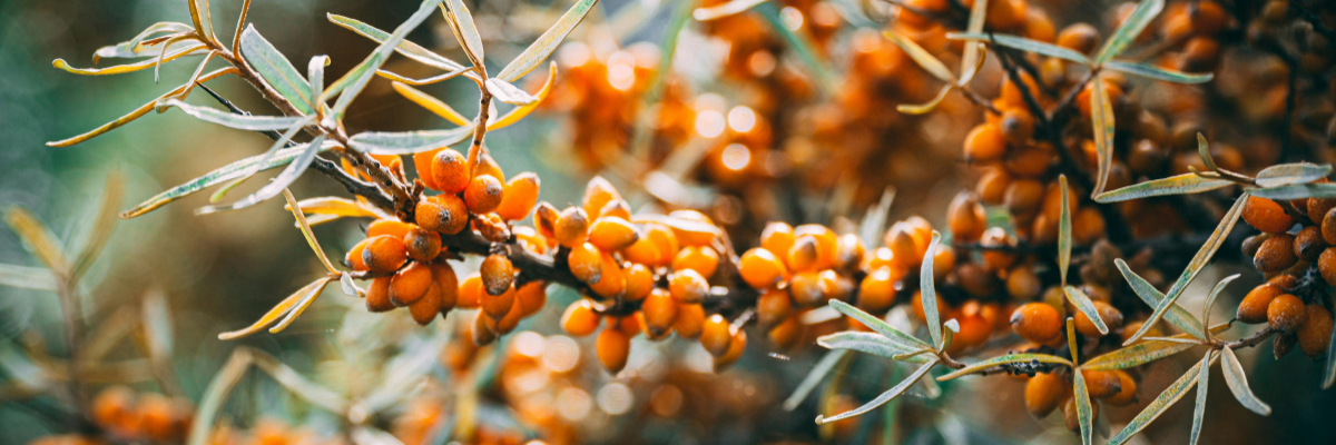 What Your Skin Barrier Needs This Winter (And How to Support It)