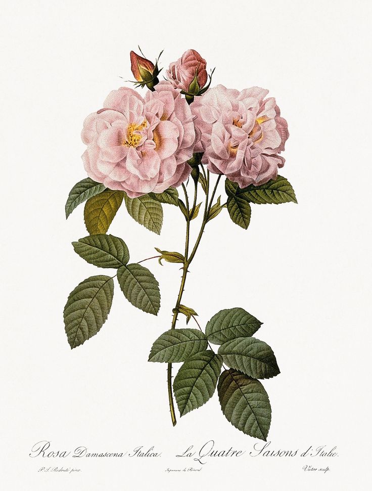 Historical Botanical Image of Roses