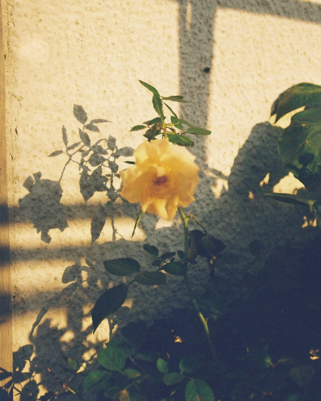 Rose – The Ancient Ally in Skincare