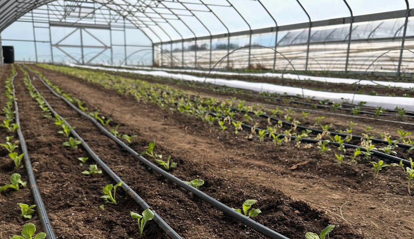 A green house view of little seedlings growing from one of our farmers where we do botanical sourcing from, Rhubarb Botanicals