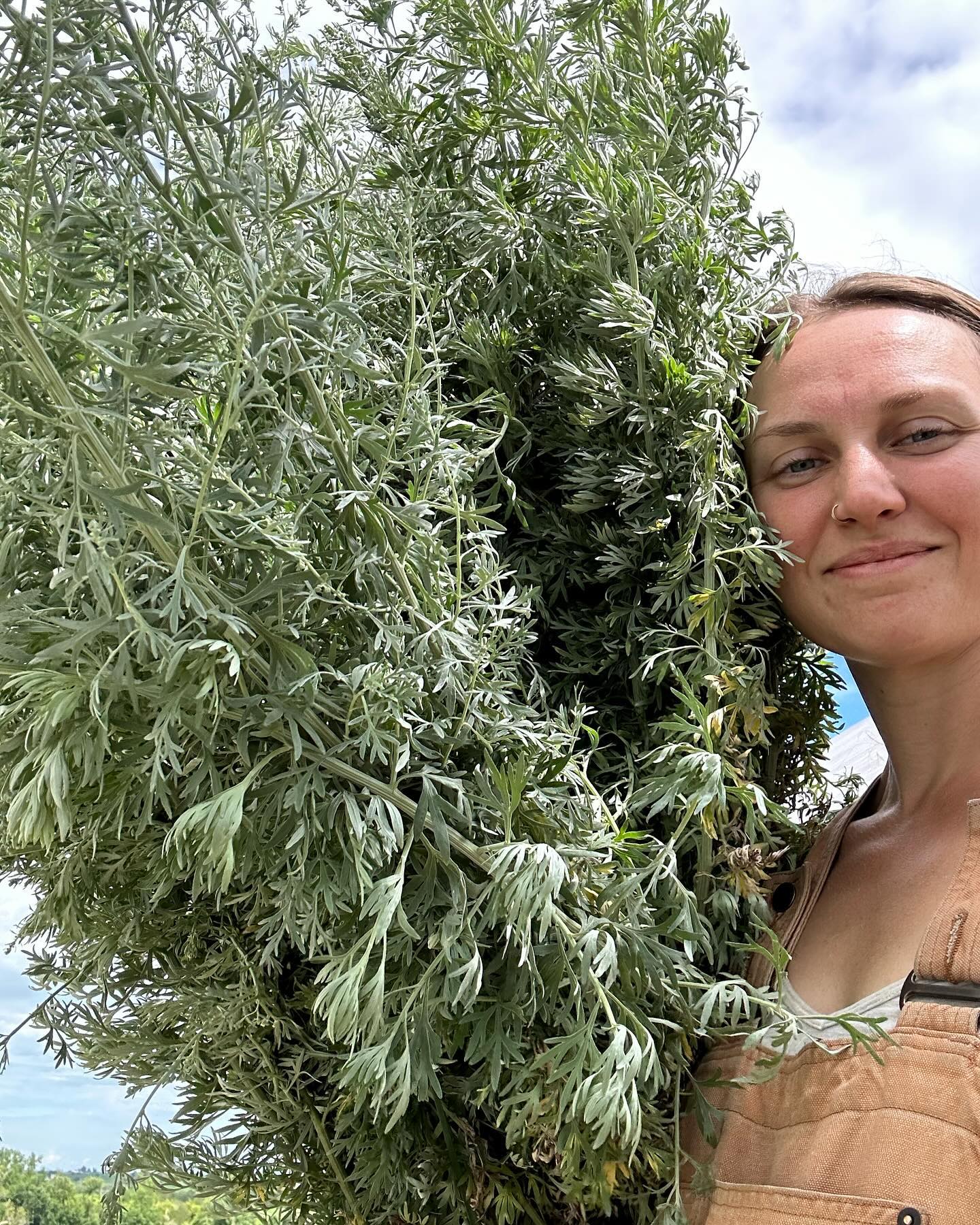 Emma from Rhubarb Botanicals holding an abundance of herbs, we do our botanical sourcing from Rhubarb Botanicals