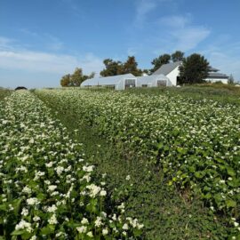 Rooted — The Philosophy Behind ROMI Apothecary’s Botanical Sourcing