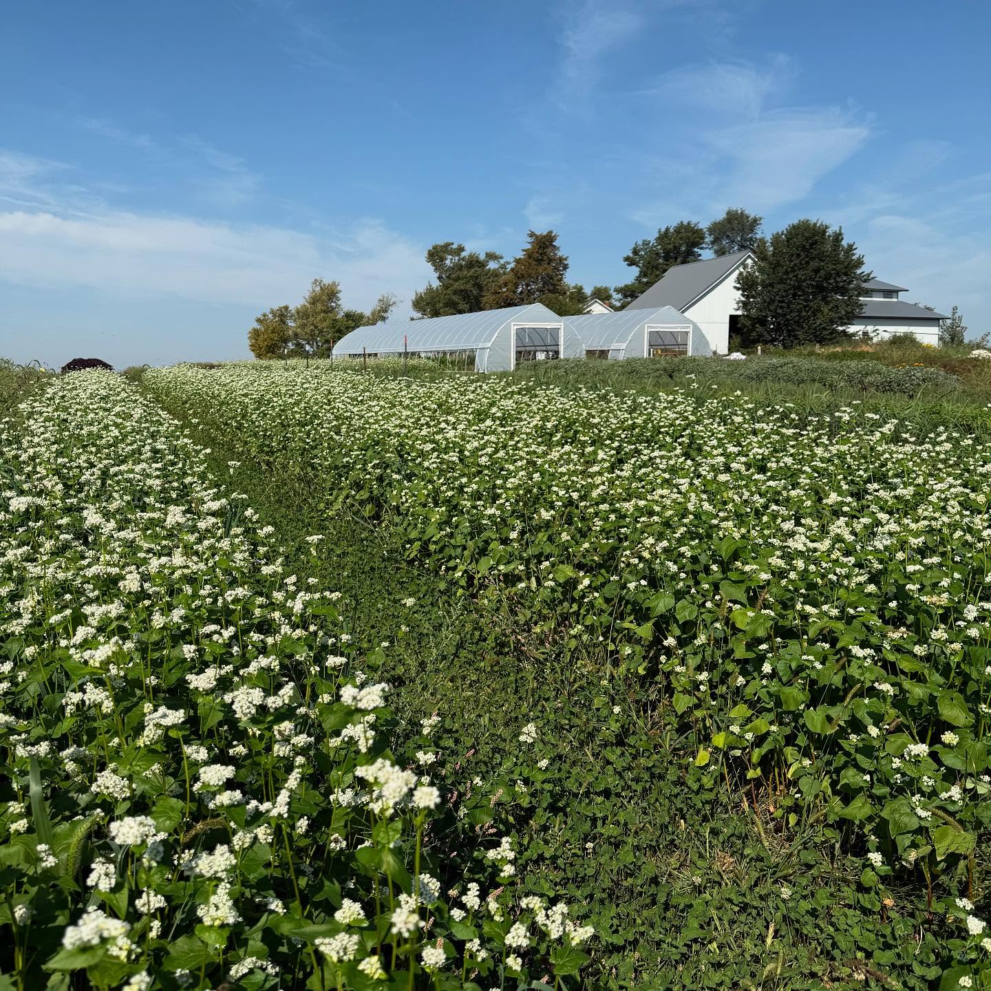 Rooted — The Philosophy Behind ROMI Apothecary’s Botanical Sourcing