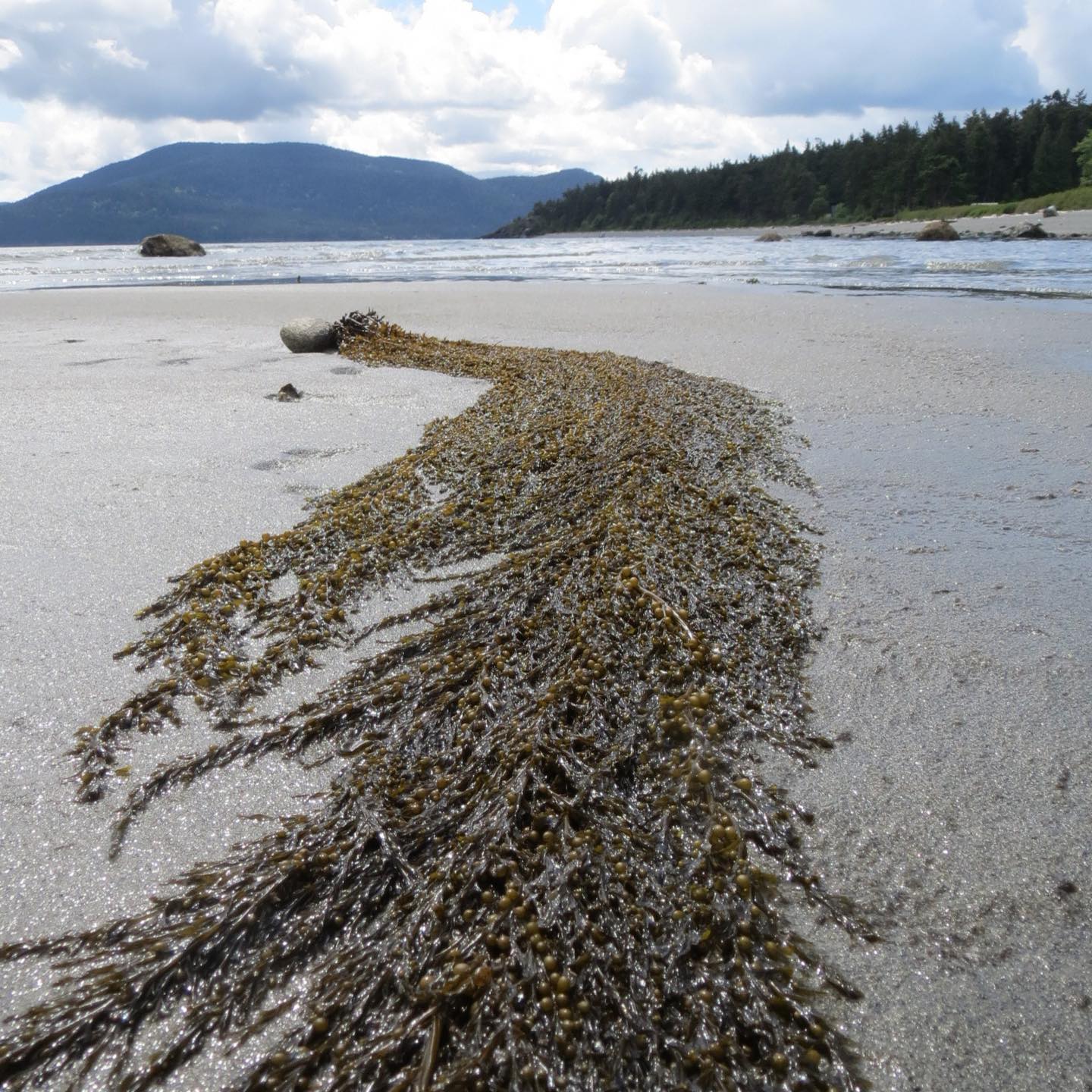 A view of the seaweed, beach and mountains of the Pacific Northwest where we do botanical sourcing from Mermaid Botanicals. 