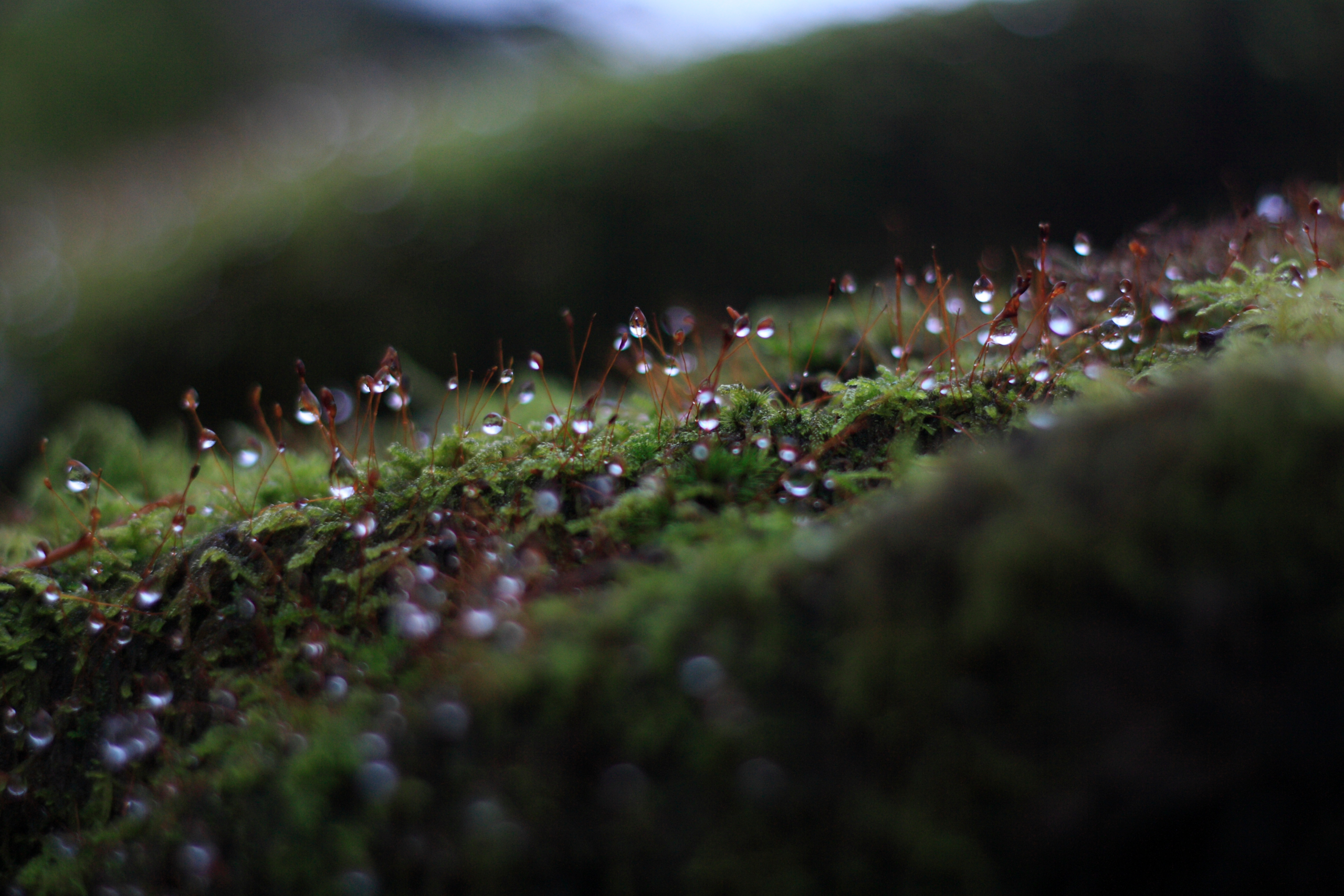 macro shot of dew-covered moss in a forest clearing | represents the "living hydration" of the skin barrier when it is healthy