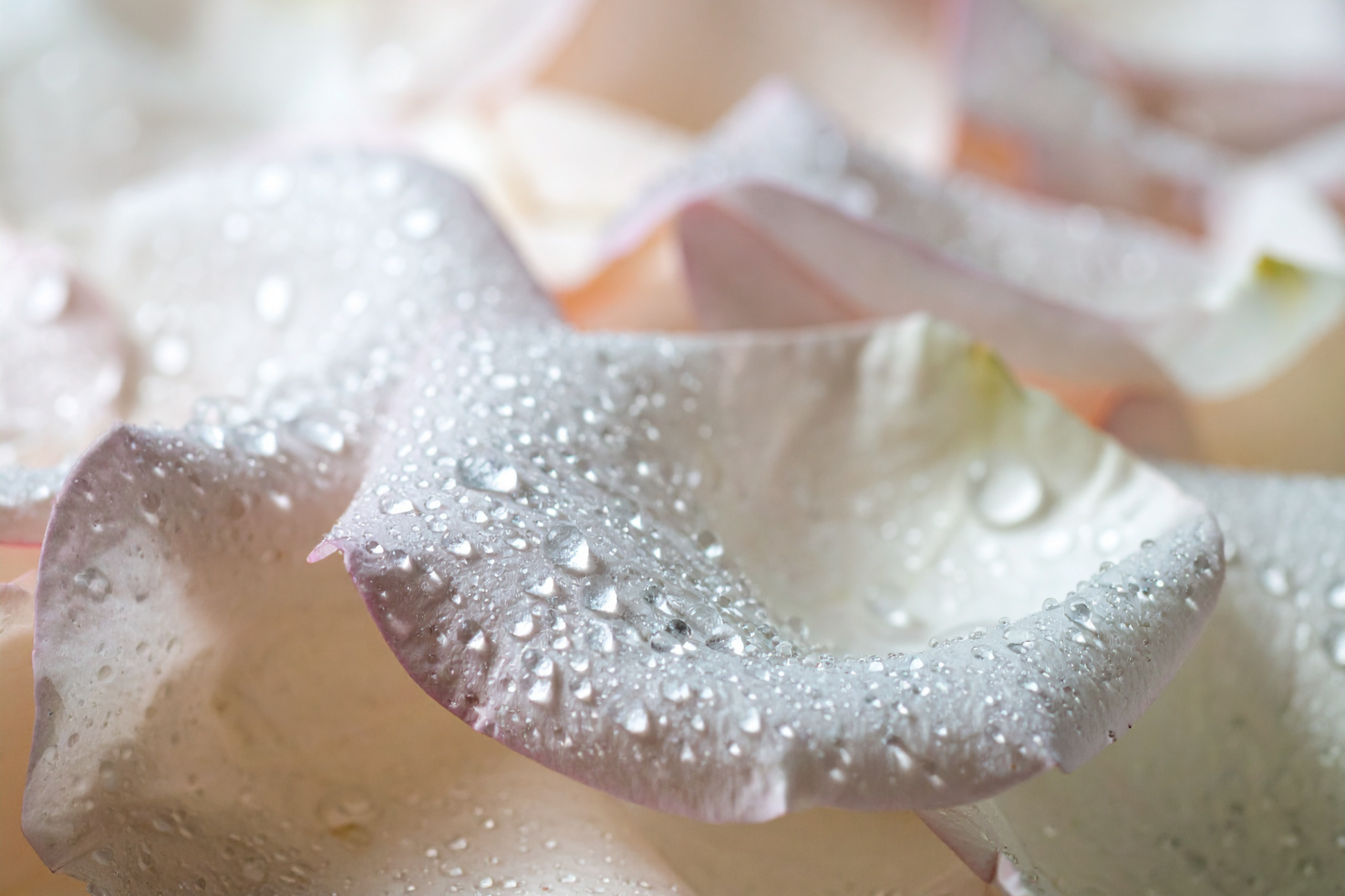 Botanical water - A macro shot water droplets resting on a rose petal.